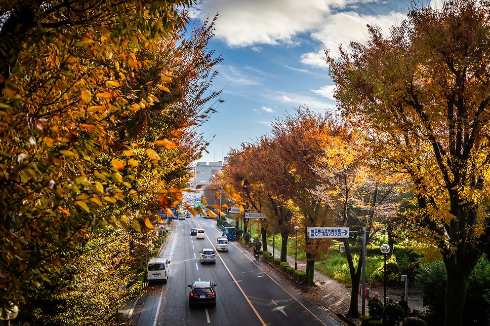 埼大通りのケヤキ並木