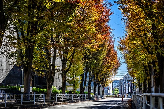 常盤中学校前の並木