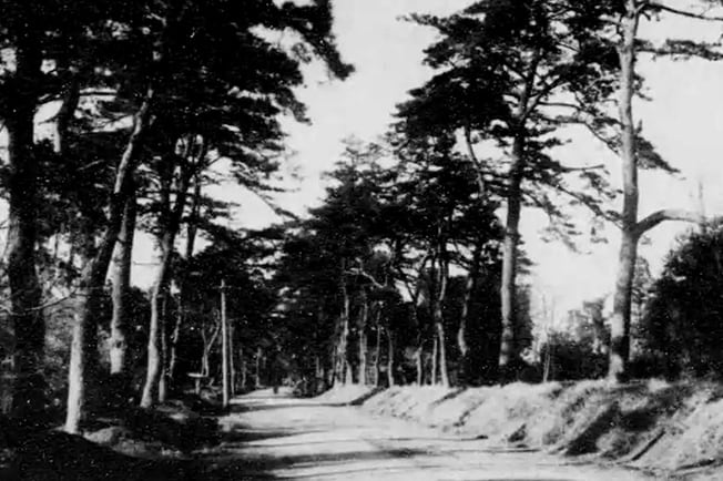 中山道の松並木